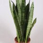 Sanseveria in potje